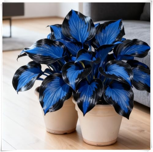 Resistenti al freddo e alla siccità,Bulbi di Hosta -adatte per la decorazione di giardini e balconi,miste,Radici selezionate di hosta,-4 Bulbi-A