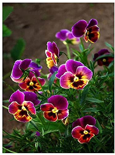 5D DIY Diamond Art Painting Kits for Adults Kids,Full Drill Pansies Flower Diamond Embroidery Paintings with New Upgrade Tools Kit Perfect for Parent Child Activity and Child Gift 100x150cm/40x60inch