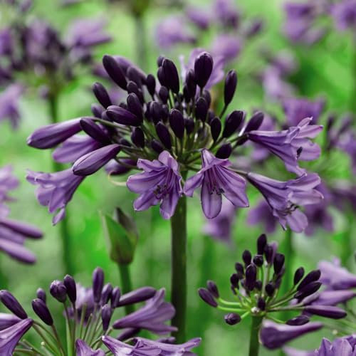 Agapanthus 'Poppin' Purple' - Evergreen Perennial with Dark Purple Blooms - Quick-Growing - Compact Habit - Ideal for Containers - Repeat Blooming - 2X 9cm Potted Plant By Thompson & Morgan
