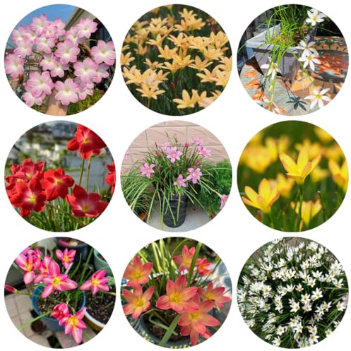 10bulbi di zephyranthes - autunnali resistenti Zephyranthes candida, mini giardino, balcone di primaverili