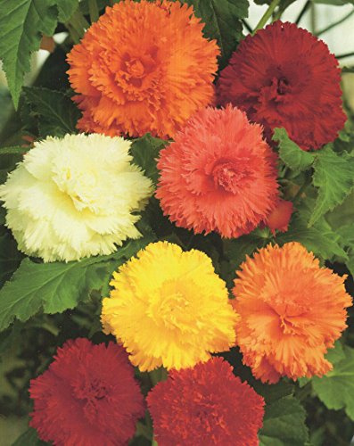 Begonien Fimbriata gefranste gefüllte mischung Knollenbegonien Blumenzwiebeln (5 Blumenzwiebeln)