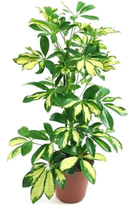 Verdecora Schefflera Gold Capella | Planta natural de interior | Planta tropical | Purificadora del aire | Resistente y fácil cuidado (Maceta 3L)