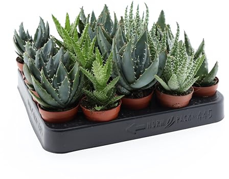 20er Set Aloe Vera Pflanzen Mix – 10-12 cm – Kakteen & Sukkulenten, Pflegeleichte Zimmerpflanzen für Zuhause & Büro