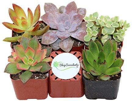 Mix de 5 Suculentas Mini Plantas Fáciles de Mantener tanto en Interior como en Exterior