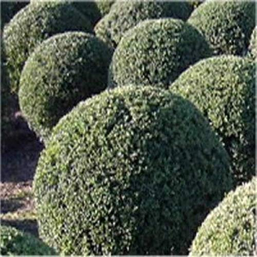 Niedriger Bergilex Stechpalme Kugelschnitt 25-30cm Durchmesser - Ilex crenata - lebende Gartenpflanze aus den Baumschulen