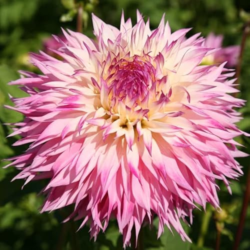 Dahlie Pinelands Princess | 1 Stück | Knolle | Rosa | Weiß | 100% Blütegarantie | QFB Gardening