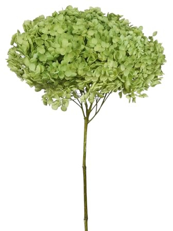 Hortensia Annabelle Lot de 1 décorations séchées naturelles Composition florale (vert pomme)