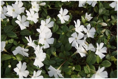 Stauden Gänge 100 x Vinca minor 'Alba' (Staude/Winterhart/Bodendecker/Immergrün/Mehrjährig/Trittfest) Weißes Kleines/Kleinblättriges Immergrün - tolle Blütenpracht - sehr pflegeleicht