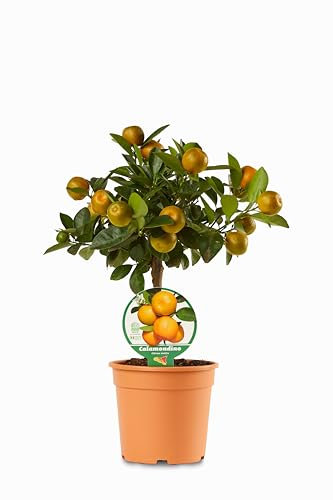 Calamondino Mini Albero in Vaso di Plastica Riciclabile, Ø 15 cm, Colore Cotto 40 cm di altezza - pianta viva