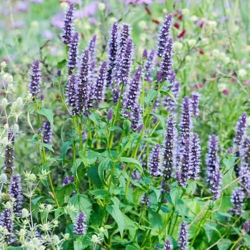Semi di ortica profumata - ornamentali prodotti sostenibili rialzata esotica balcone per giardinieri semi di vecchie varietà 400pcs