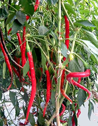 Cayenne Long Slim 10 Chili Seeds by CHILLIESontheWEB - Pick and Mix - Buy 4 for 3