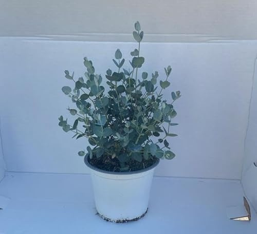 Pianta di eucalipto Gunnii su vaso cm 14