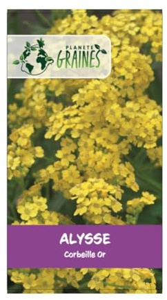 200 graines alysse saxatile corbeille d'or - Alyssum - alysse tapis -jaune - fleurs rampantes