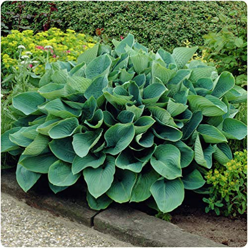 6 x Hosta Sieboldiana Elegans Plantain Lily Hardy Perennial Bare Root Plants