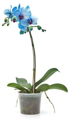 Flor Natural Orquídea Planta de Interior con Flores de Color Azul