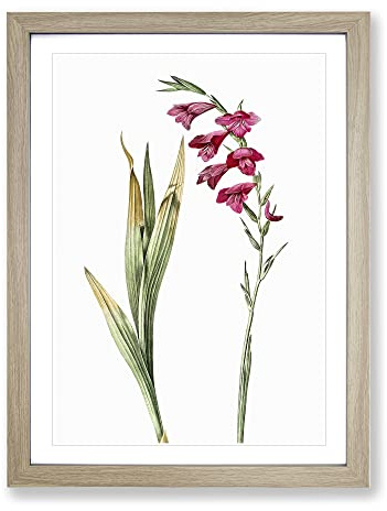 Pink Gladiolus Flowers By Pierre Joseph Redoute Vintage Framed Print | A2 Oak Framed Wall Art | Ready to Hang | Classic Floral Picture | Living Room Bedroom Lounge Office