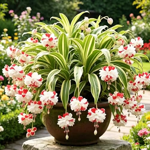 ragno - Chlorophytum comosum giardino di coperto balcone giardino 6piante