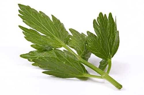 Lovage Culinary Herb Premium Seeds for Planting Packet