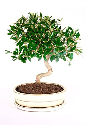 Bonsái Vivo Árbol Olivo Planta Natural para el Hogar Árbol Bonsái Olivo