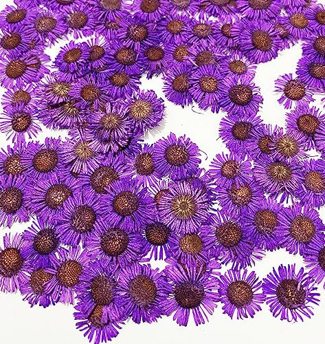 HANDI-KAFU 12 pcs Purple Conyza Canadensis Real Natural Dried Pressed Flowers for Resin Art Craft DIY