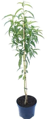 Prunus Persica Natural Árbol para Cultivar Melocotones que Debes Tener en tu Huerto