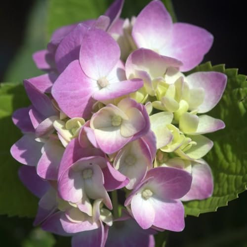 Hydrangea macrophylla 'Rosita' – Vibrant Deep Pink Mophead Hydrangea, Hardy & Low Maintenance, Ideal for Borders & Containers - 2X 3.6 Litre Potted Plants by Thompson & Morgan
