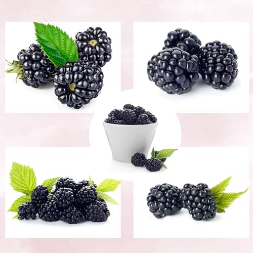 moras plantas semillas resistentes - jardín de regalos bonsái zarzamora semillas de árboles frutales enanos de jardín de frutas columnar las plantas suculentas son resistentes 200pcs