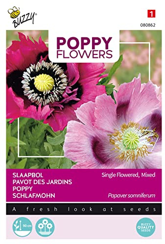 Buzzy Poppy Flowers Mohnblume Somniferum Mischung