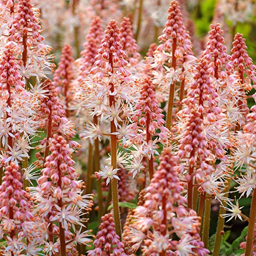Tiarella Spring Symphony Plante vivace à fleurs blanches en plein air
