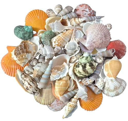 LAPONO Conchas de Mar Decoracion Mixtas, 84 Piezas Playa Conchas Marinas-Naturales Shell Abalorios DIY Manualidades Decoración para Rellenos de Jarrones Fiesta Temática de la Playa Decoración de Bodas