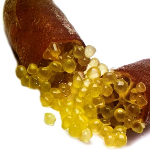 Vivai le Georgiche - Pianta vera di Limone Caviale Bruno Citrus australasica, Citrus 'Caviar Lime' Finger lime 'Bruno' - vaso Ø 20 cm - altezza alla vendita 40-60 cm