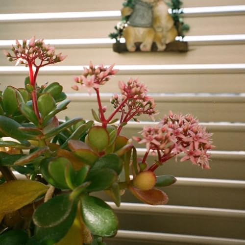 geldbaum, outdoor, für balkon bodendecker winterhart mehrjährig, für draußen, garten, 100samen