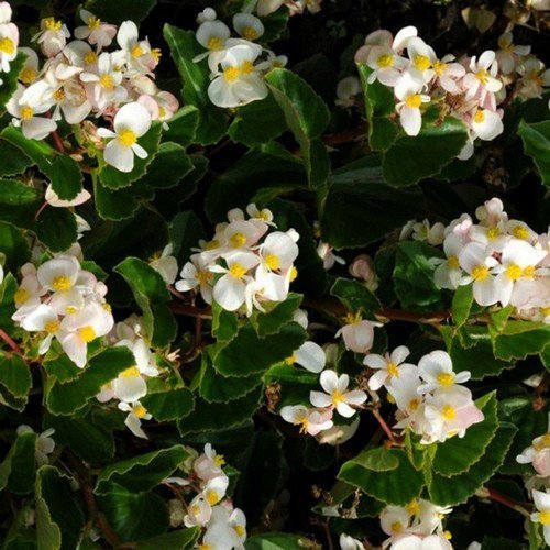 Seeds 50+ pellets - Begonia Cocktail Semi Whisky Fiori (Begonia semperflorens-cultorum)