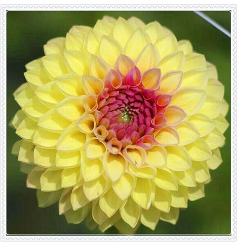 Dahlia Bulbs for Planting,Flowering Rhizome,Excellent Display Indoor Perennial Balcony Garden Bulbs,Dahlia Bulbs Mix,Dahlia Tubers Uk-10bulbs-J