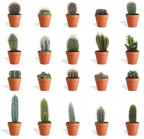 DutchLeafs Cactus Mix in Terrakotta Blumentopf - 20 Stück - Pflanztopf 5,5 cm - Höhe 8-15 cm - Mini-Kakteen