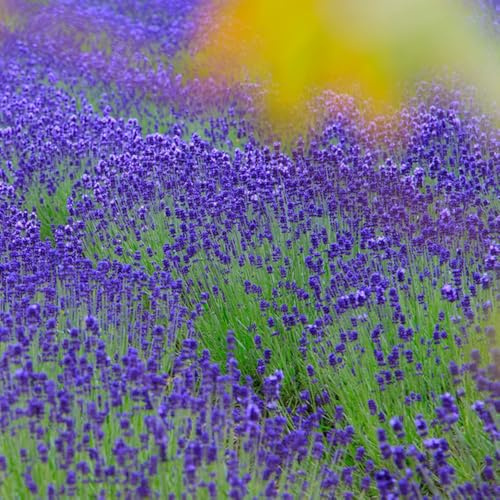 Semillas de lavanda, productos sostenibles silvestres semillas de para lugares soleados 30pcs