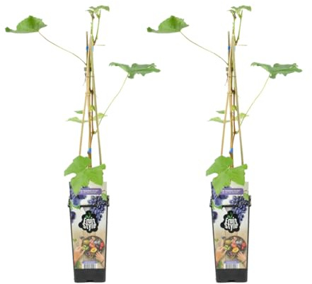 Bloomique - 2er-Set - Vitis Vinifera 'Boskoop Glory' - Weinpflanze - Blaue Trauben - Obstpflanzen - Gartenpflanzen - Winterhart - Topf 14 cm - Höhe 60-70 cm