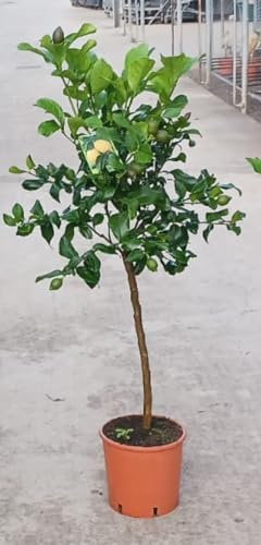 Angebot echter Zitronenbaum 100-130 cm Zitrone Citrus Limon Zitruspflanze