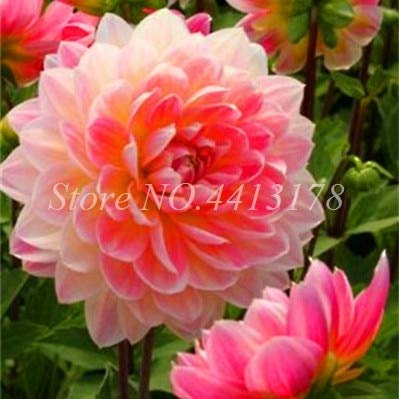 Fresca 100 pezzi di Dalia SEED per il seme Soft Pink