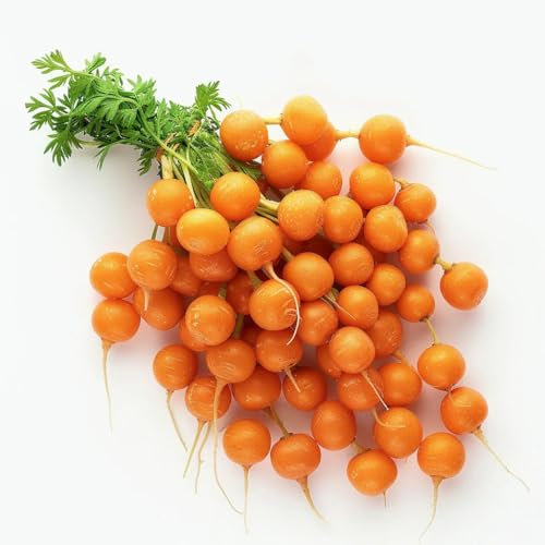 300 Semi di Carota Parigina - SemiWild Permacultura