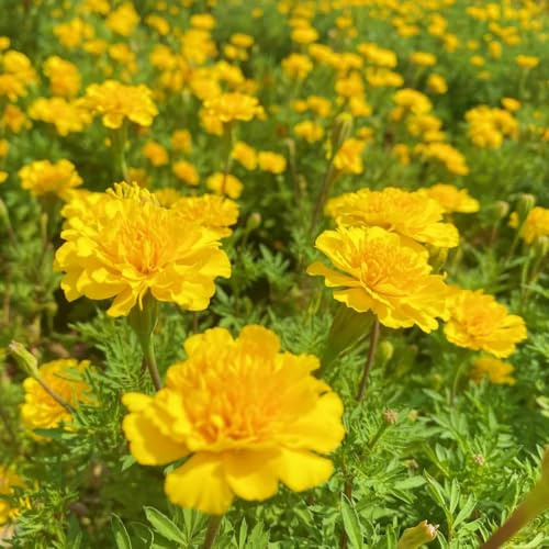 studentenblumensamen blumenwiese mehrjährig studentenblumen bio hochbeet balkon steingartenpflanzen 400pcs