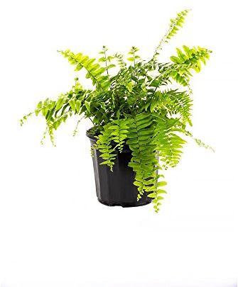 American Plant Exchange Macho Giant Sword Fern Plant – 6-Inch Pot – Live Hardy Air Purifying Fern, Medium Size Indoor/Outdoor Greenery for Home, Patio, or Garden Decor