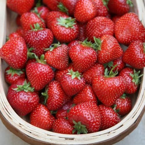 Plant Theory 9cm Pot Strawberry Albion Autumn Fruiting Strawberry Fruiting Plant