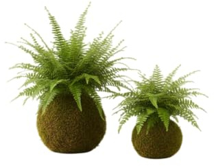 Kokedama de Helecho Natural Planta de Interior Viva DECOALIVE | Decoración Verde