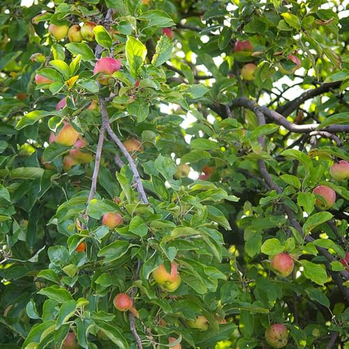 melo - giardino in interna Aiuole rialzate biologiche per l' d'appartamento esotiche resistenti esterno in vaso colonnare 350semi