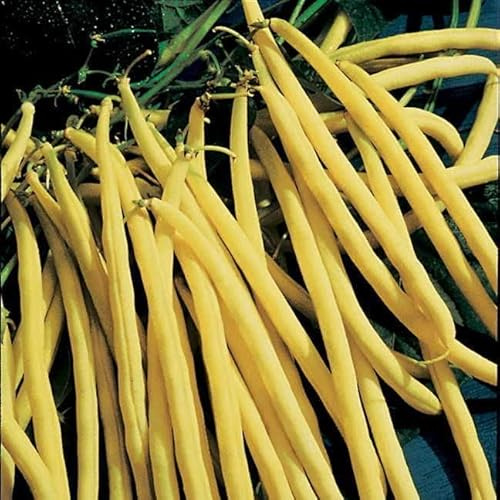 Park Seed Rocdor Bush Bean Seeds – Gourmet Yellow Wax Variety, Buttery Flavor, High Yield 16–24 Inch Plants, Heat and Humidity Tolerant, Easy to Grow Spring Vegetable – Pack of 100