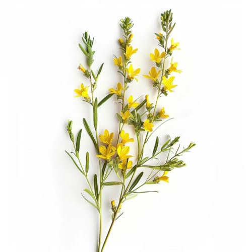 35 Graines de Genêt des teinturiers (Genista tinctoria) - SemiSauvage Permaculture