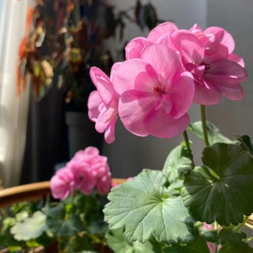 160 pezzi semi di geranio appendendo - semi di selvatica perenne, interni decorativi, giardino