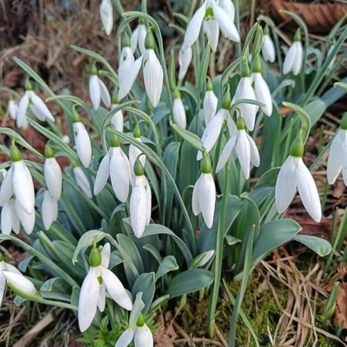 Comprar bulbos de campanillas de invierno - jardín rocas, resistentes balcón primavera interior 10pcs