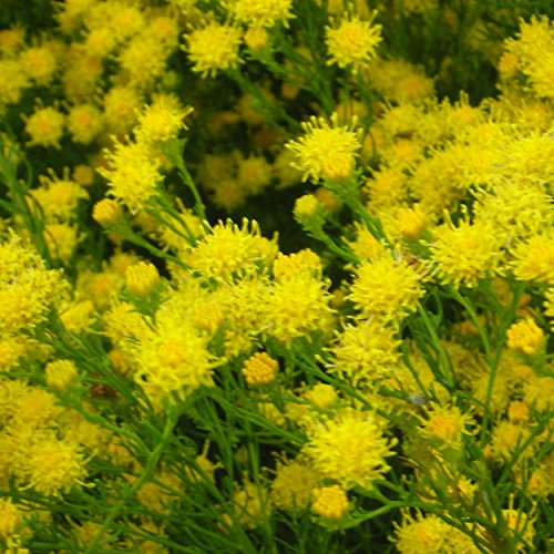 Blumixx Stauden Aster linosyris - Goldhaaraster im 0,5 Liter Topf gelb blühend